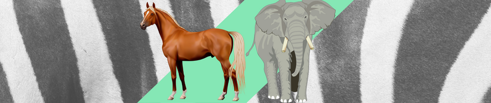 The Impossible Job of a Product Pitch: Using a Zebra to Describe a Horse (Or Elephant)